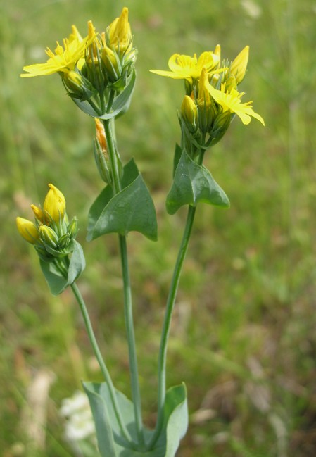 Blackstonia perfoliata / Centauro giallo